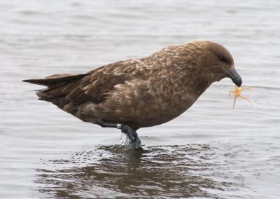 Skua. Font: C. San José-Espino, Campanya Pegaso (2015).
