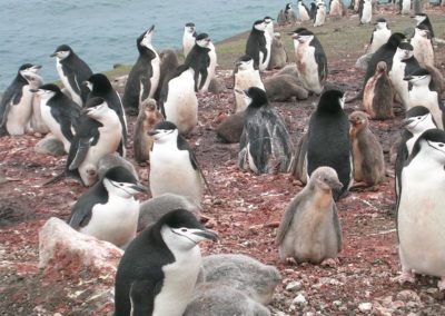 Pingüí cara blanca. Font: Campanya Pegaso (2015).