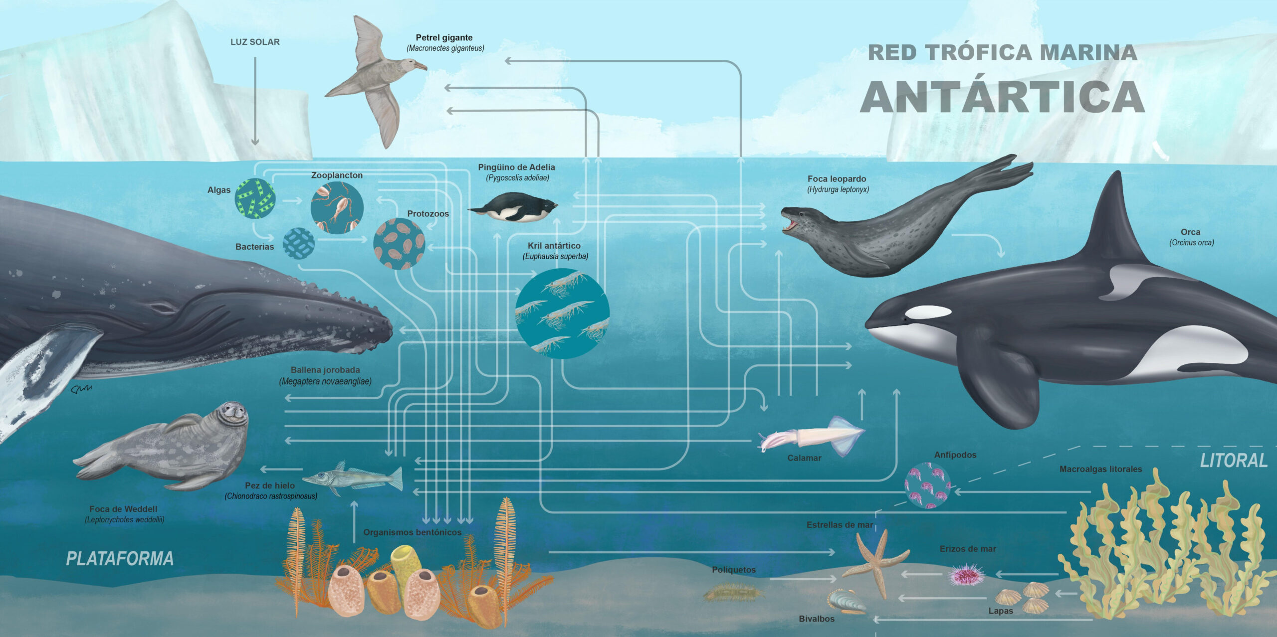Cadena_trofica_antartica